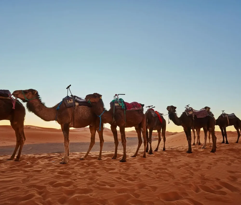 freepik__upload__10364