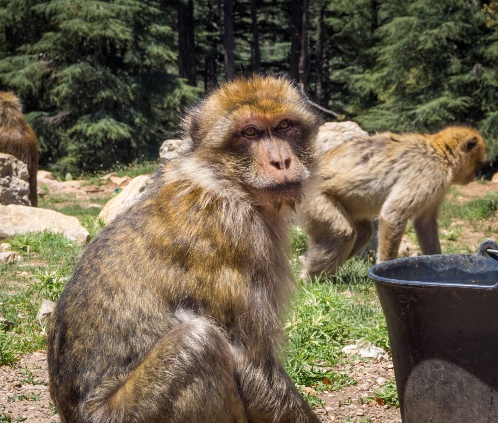 freepik__upload__51967